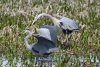 Great Blue Heron 33