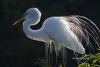 Great Egret 01