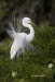 Great Egret 04