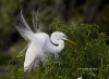 Great Egret 05