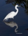 Great Egret 06