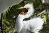 Great Egret 07