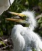 Great Egret 08