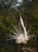 Great Egret 09