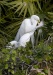 Great Egret 11