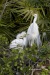 Great Egret 12