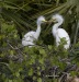 Great Egret 13