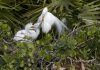 Great Egret 14