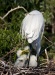 Great Egret 15