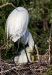 Great Egret 16