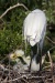 Great Egret 17