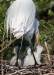 Great Egret 18