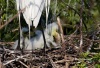 Great Egret 19