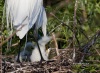 Great Egret 20