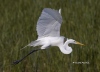 Great Egret 22