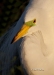 Great Egret 23