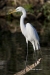 Great Egret 24