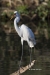 Great Egret 25