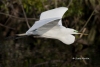 Great Egret 26