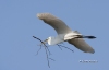 Great Egret 27