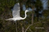 Great Egret 28