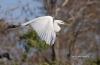 Great Egret 29