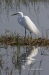 Great Egret 31