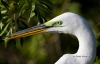 Great Egret 33