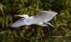 Great Egret 34