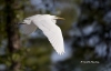 Great Egret 35