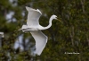 Great Egret 36