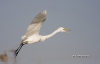 Great Egret 37