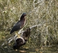 Green Heron 01