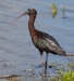 Glossy Ibis 01