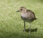 Pacific Golden Plover 01