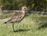 Pacific Golden Plover 03