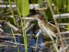 Least Bittern 02