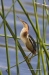 Least Bittern 03