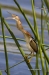 Least Bittern 04