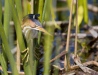 Least Bittern 05