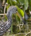 Limpkin 01