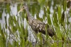 Limpkin 02