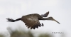 Limpkin 04