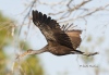 Limpkin 05