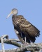 Limpkin 06