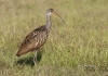 Limpkin 10