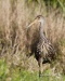 Limpkin 11