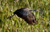 Limpkin 12