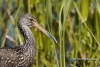 Limpkin 13