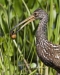 Limpkin 14